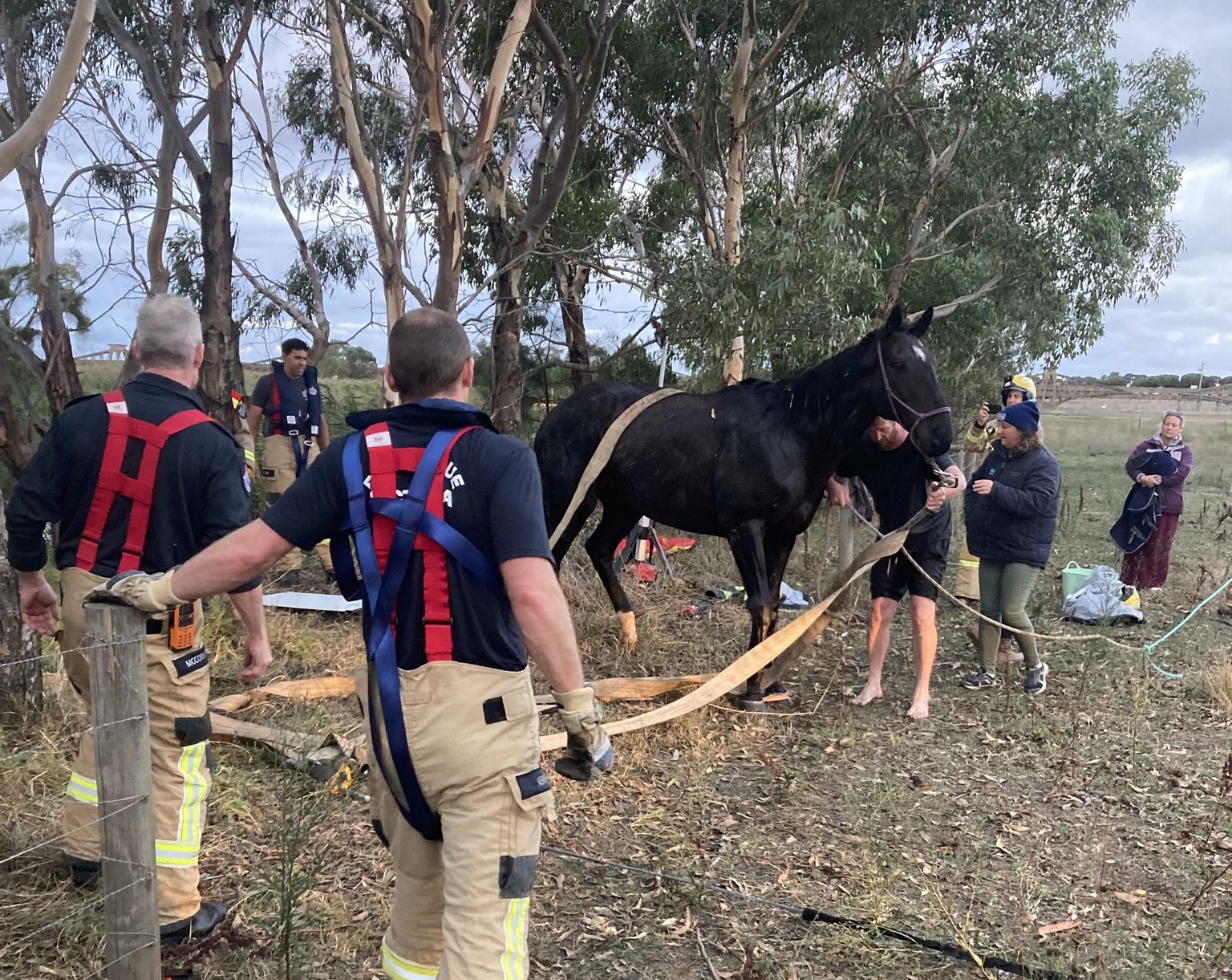 Horse is rescued from Barwon River